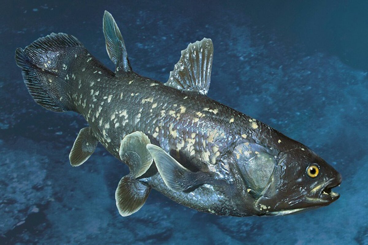 Целакант рыба