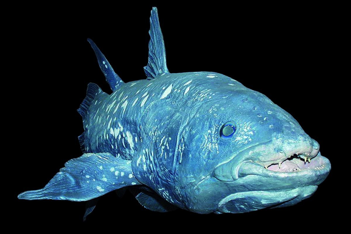 Кистеперая рыба Латимерия