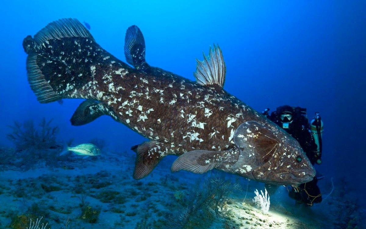 Коморская Латимерия