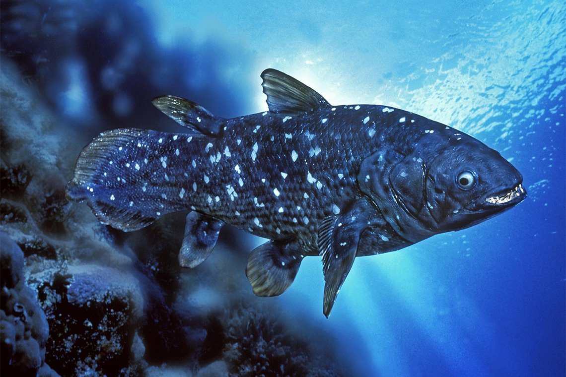 Индонезийская Латимерия