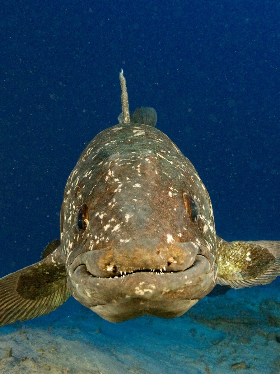 Целакант музей