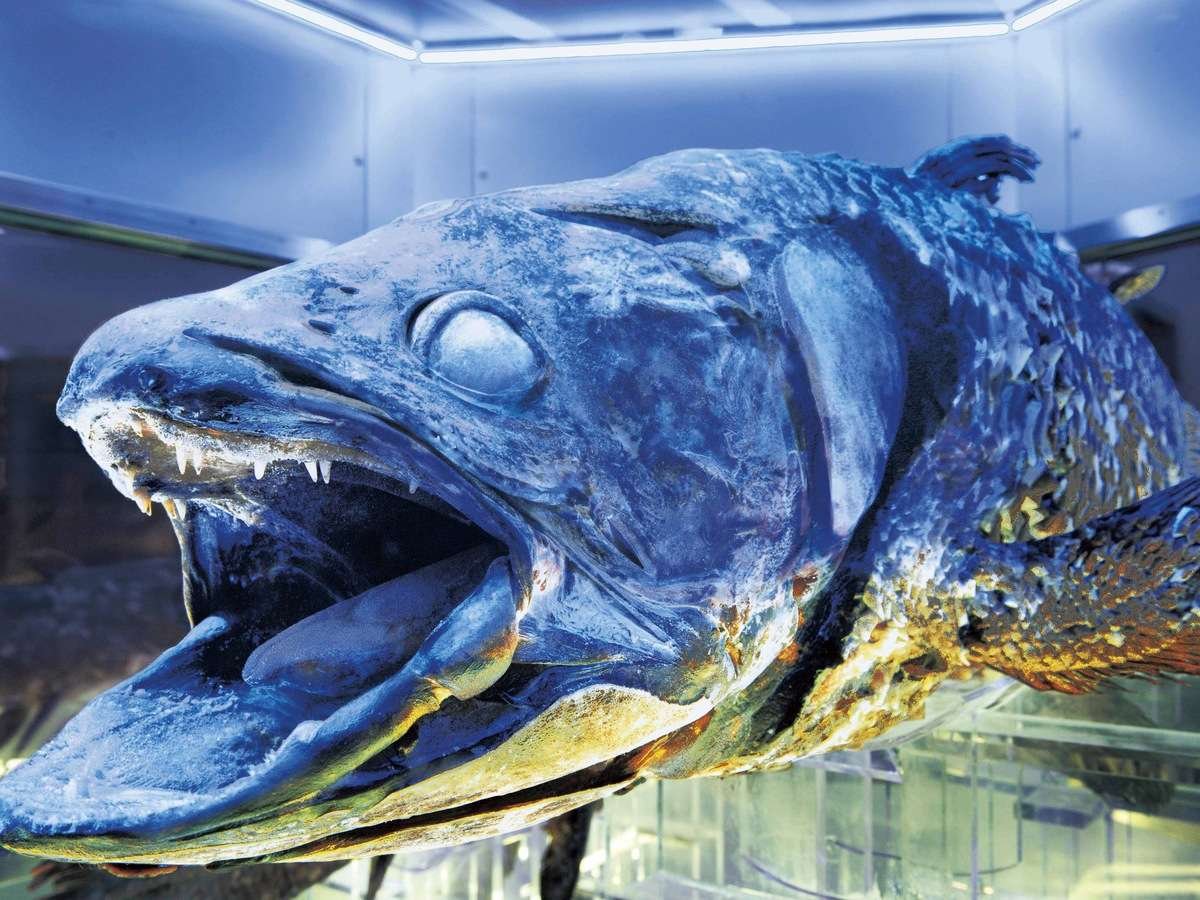 Живые ископаемые