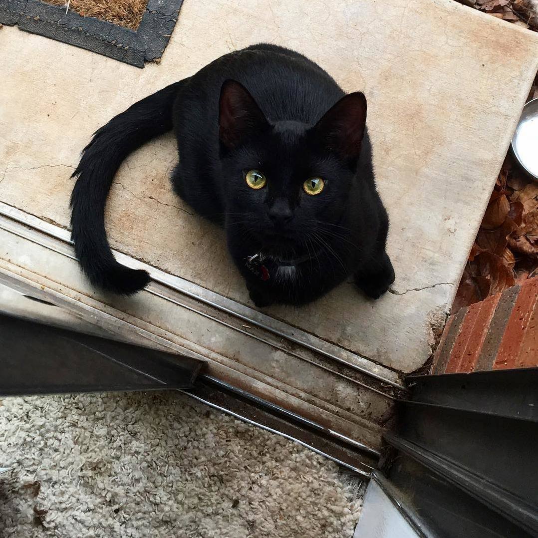 Черный кот кофе