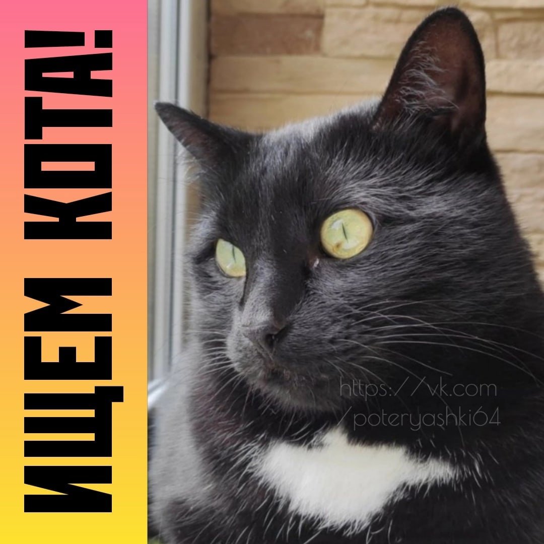 Черная кошка на рабочий стол