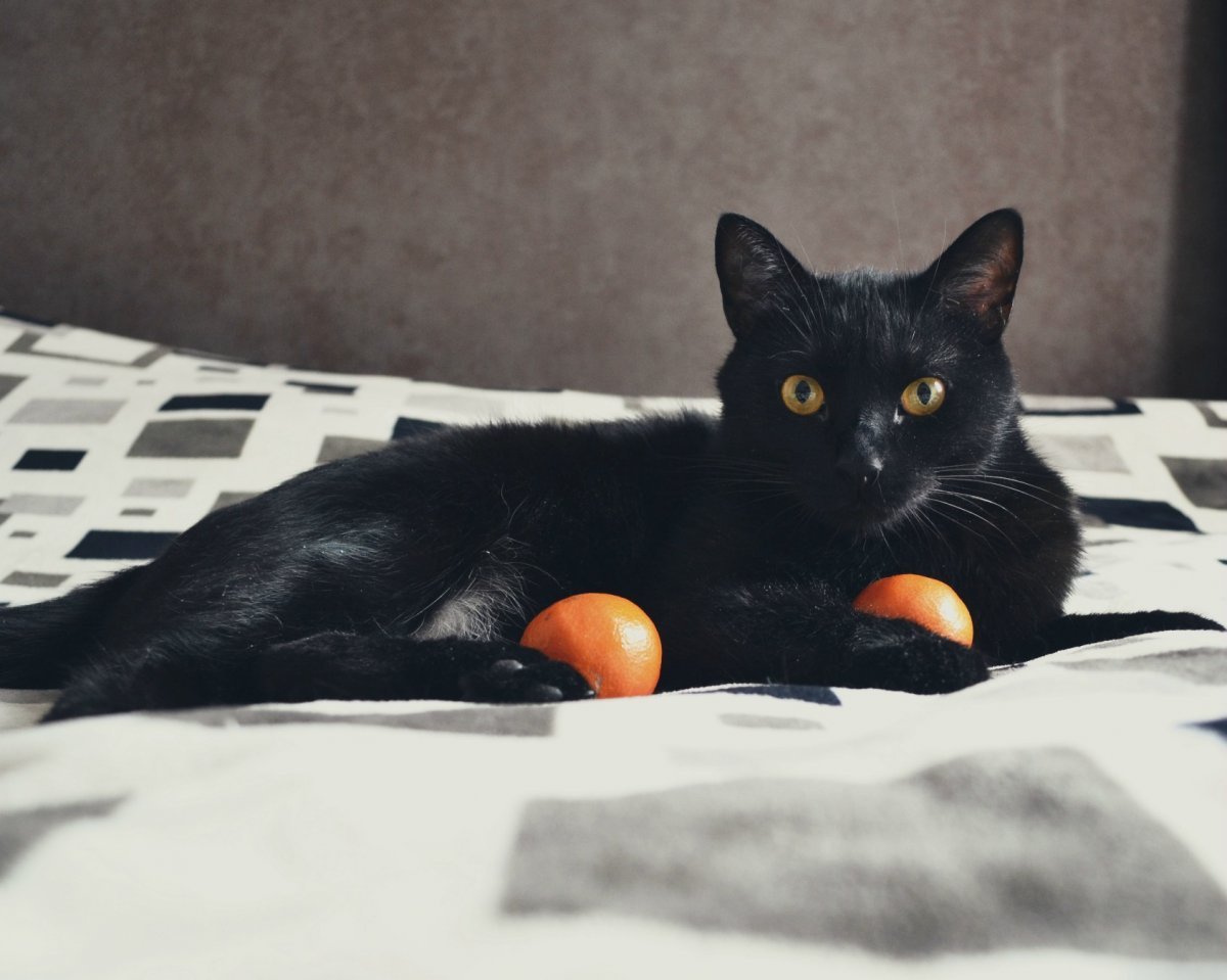 Черный кот в цветах