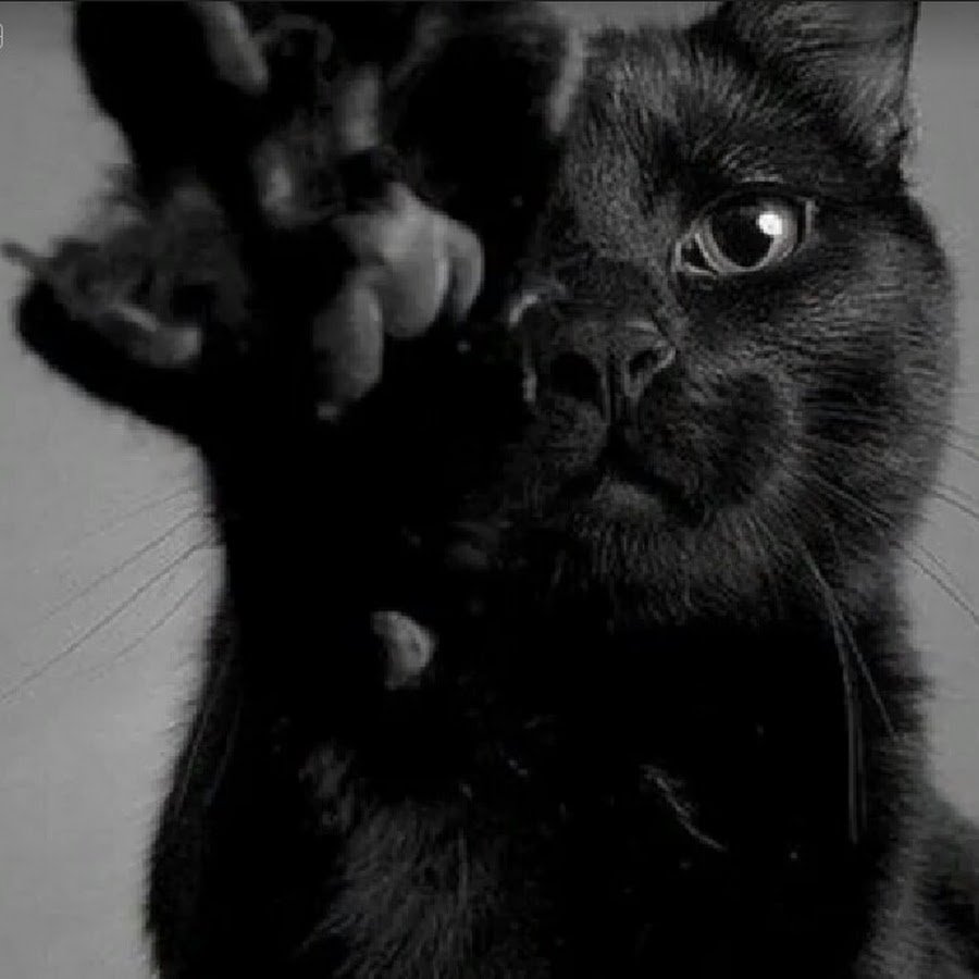 Украшу собой любой черный список картинки