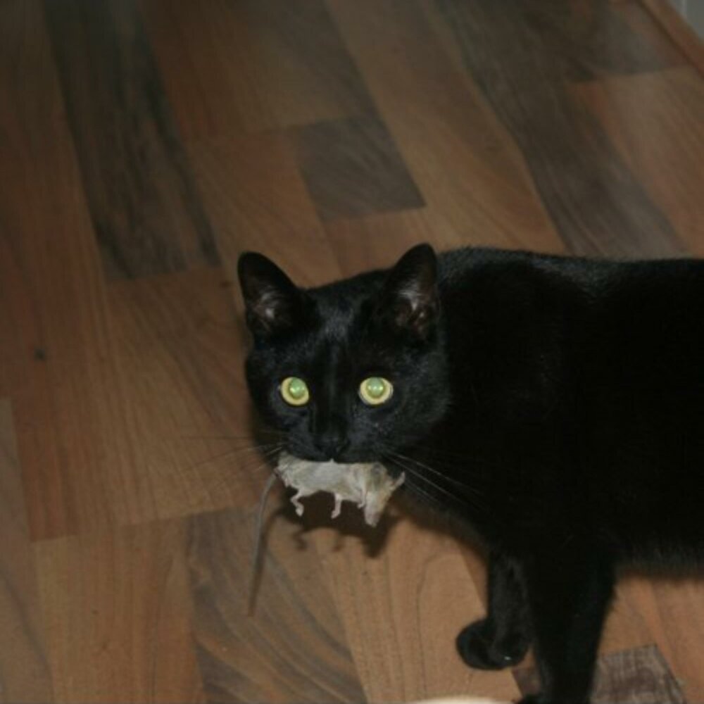Черный кот с белым галстуком