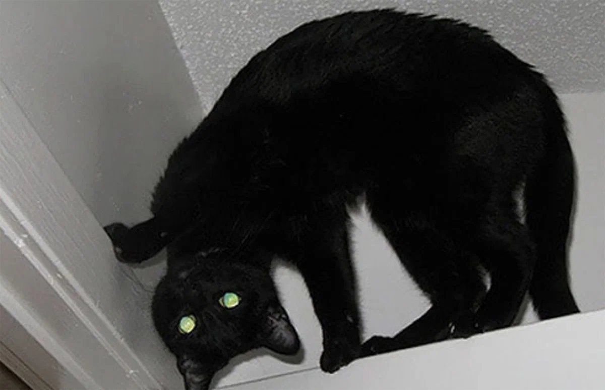 Черная кошка бежит