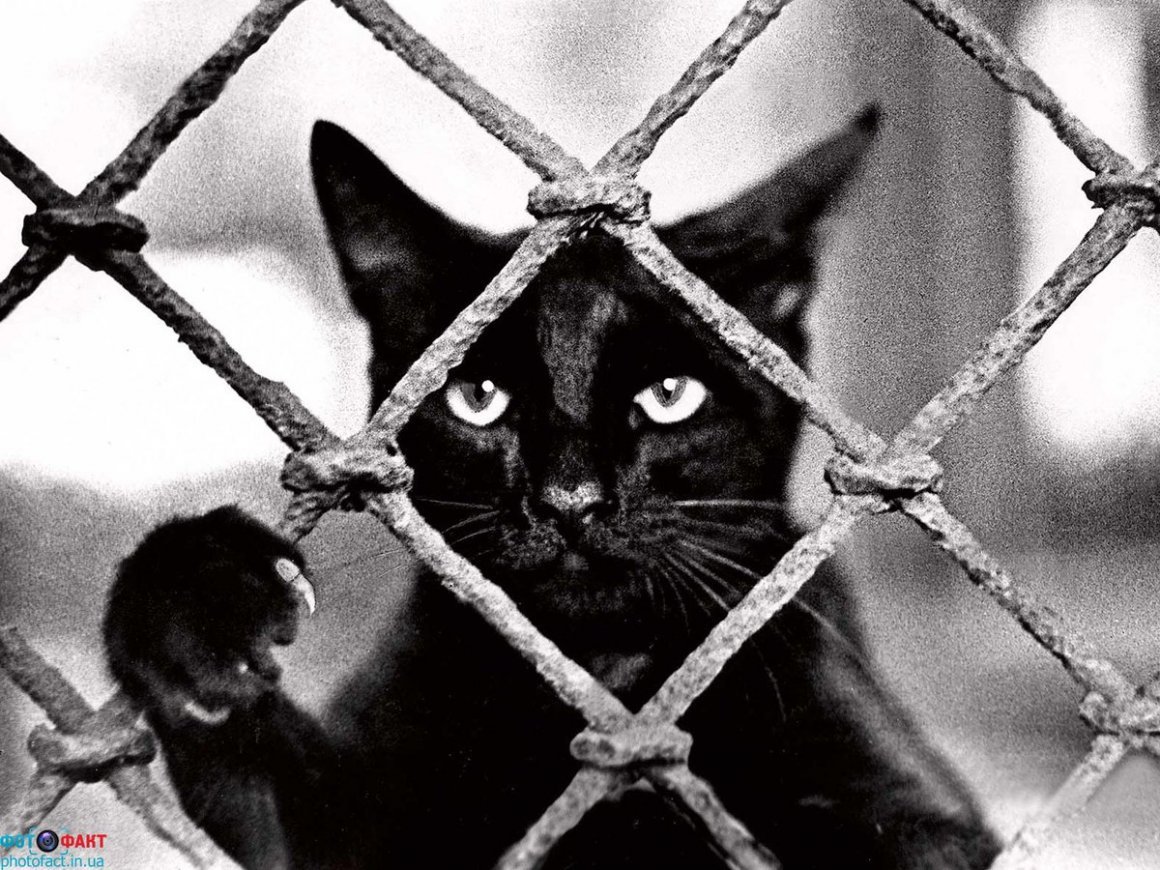 Черный кот Беззубик
