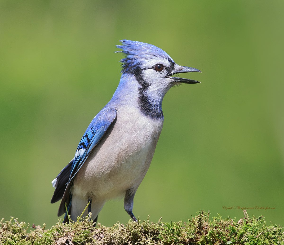 Сойка хохлатая