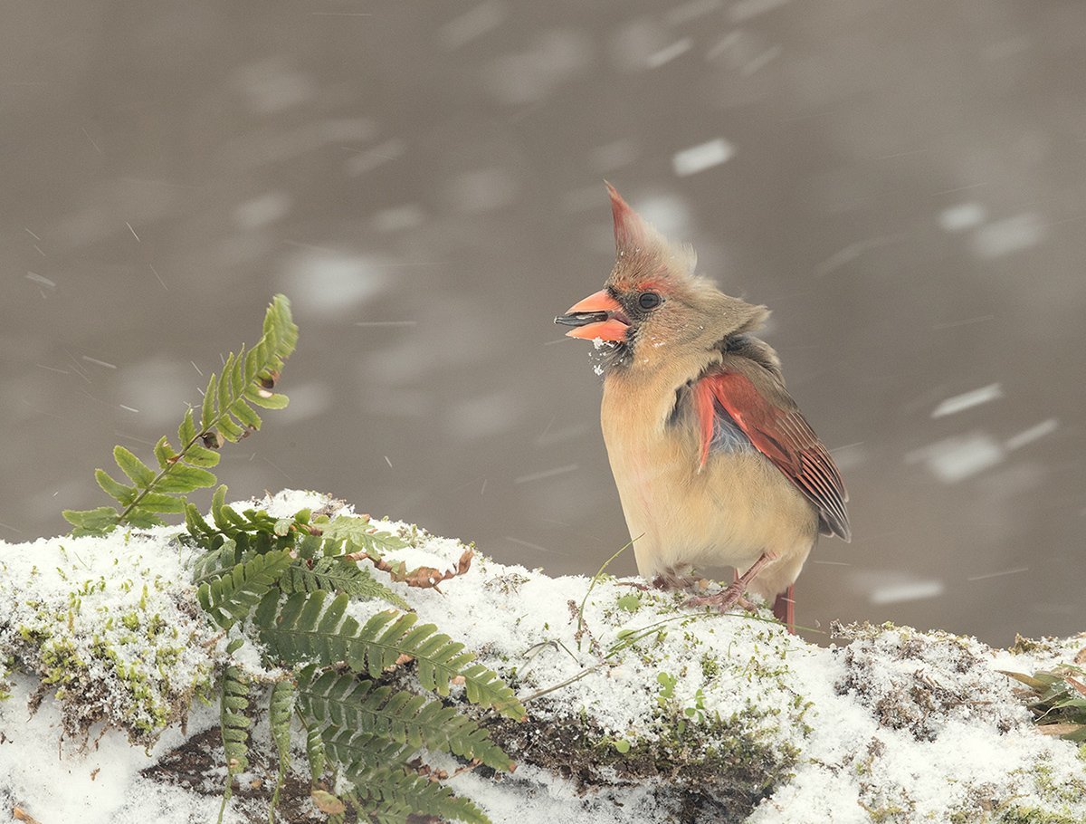 Красный Кардинал гинандроморфизм