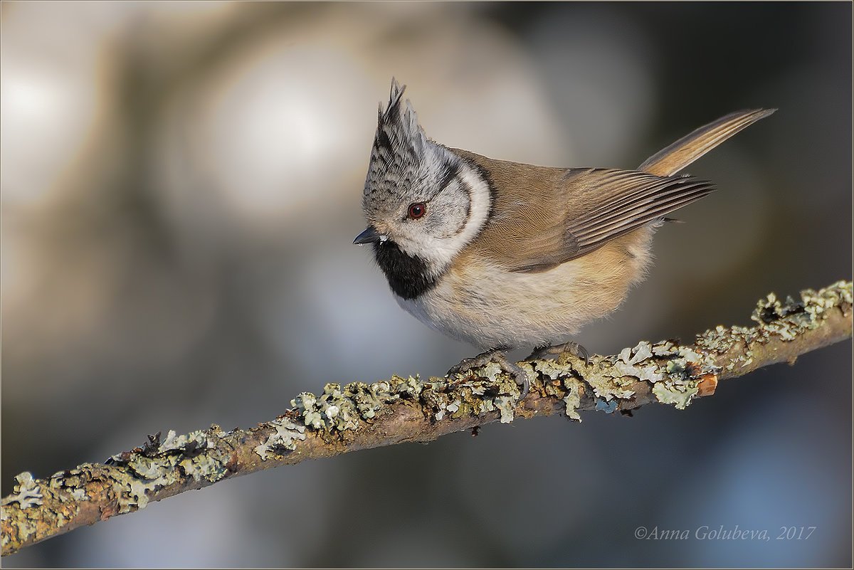 Гаичка хохлатая