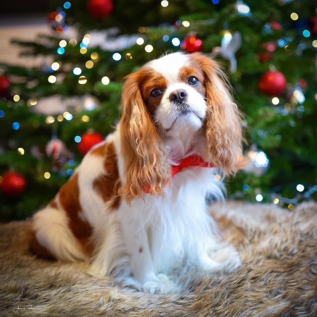 Королевский Кинг Чарльз спаниель