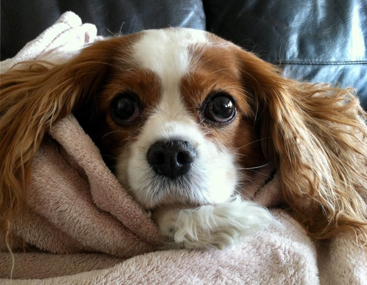 Кавалер Кинг Чарльз спаниель размер