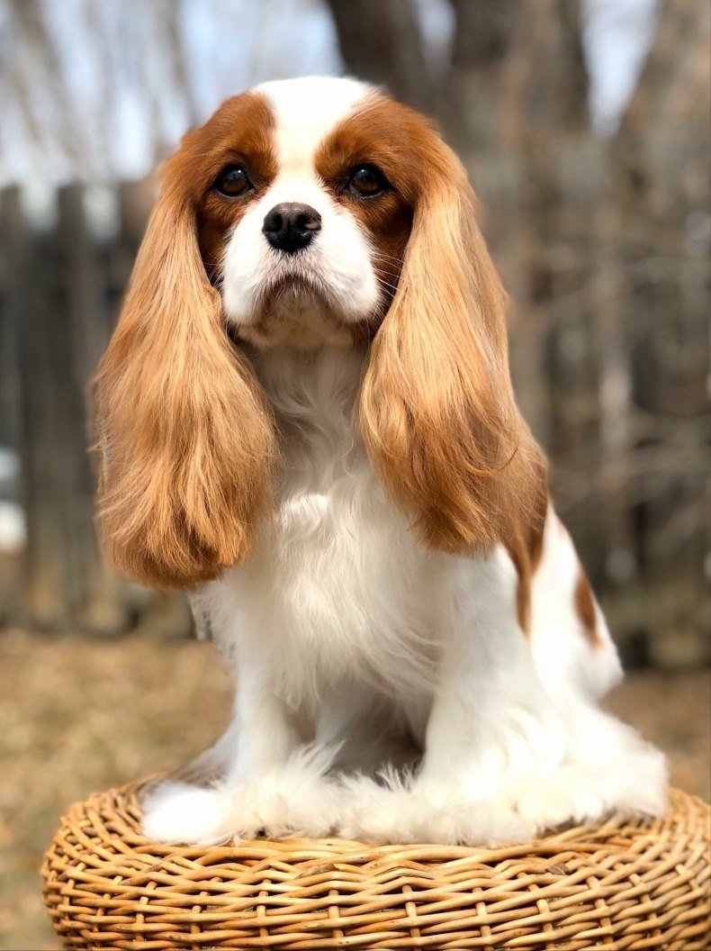 Кавалер Кинг Чарльз спаниель