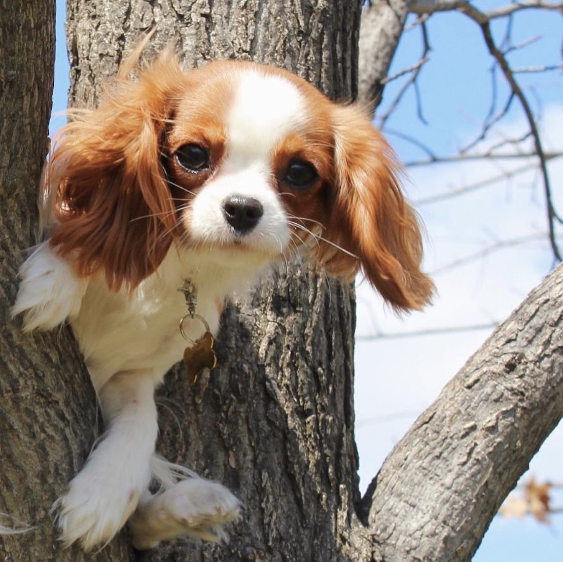 Кавалер Кинг Чарльз спаниель акварелью