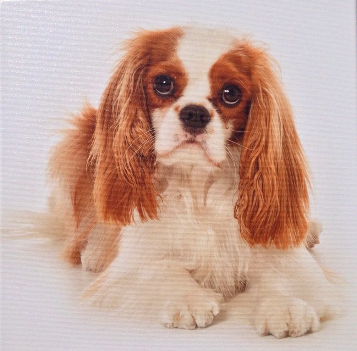 Кавалер Кинг Чарльз спаниель