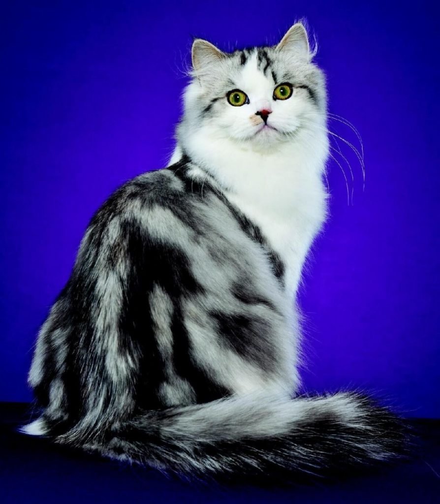 Рагамаффин (порода кошек)