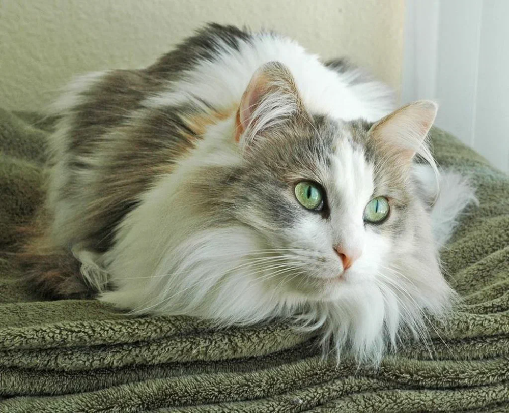 Кошка породой регмафин