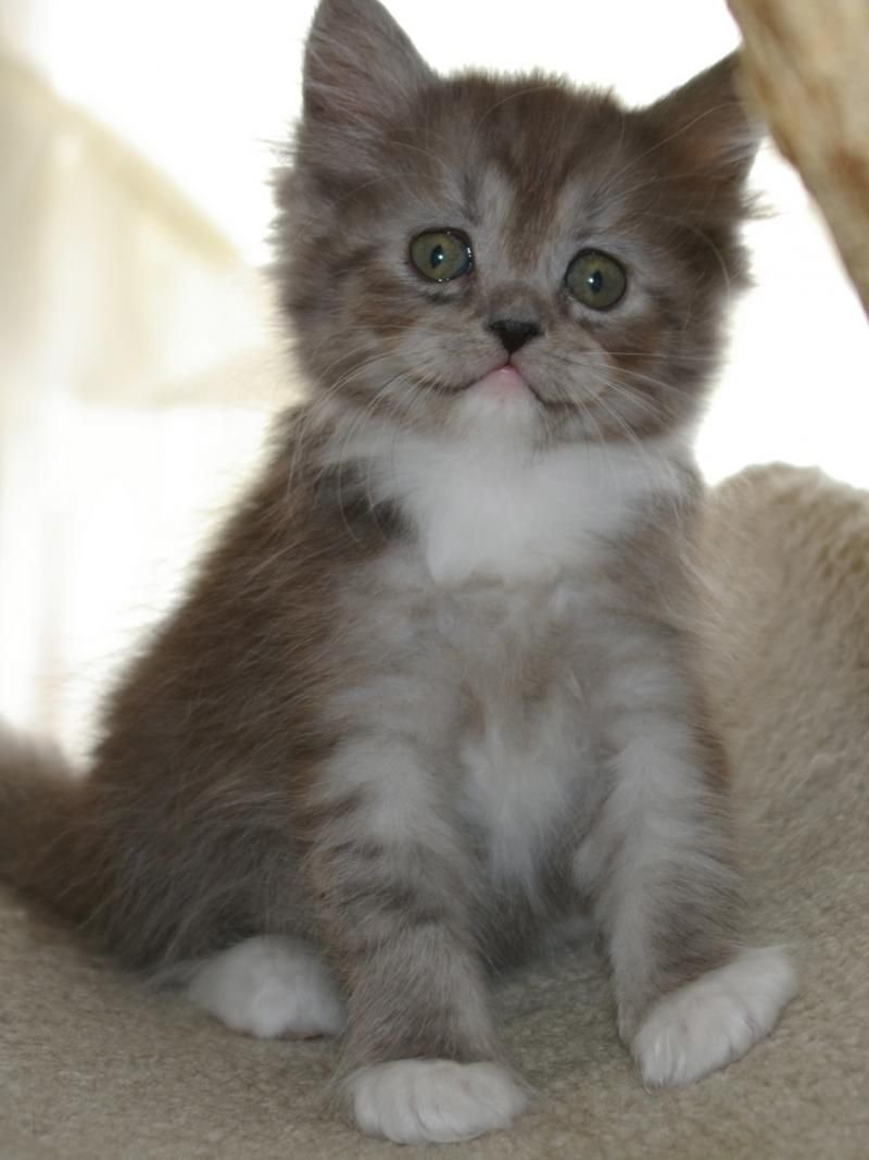 Рагамаффин кошка