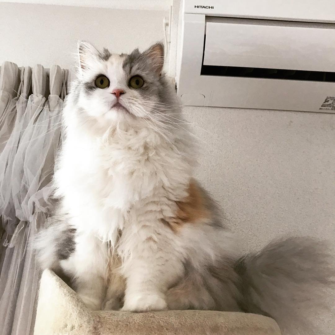 Мейн кун ангора