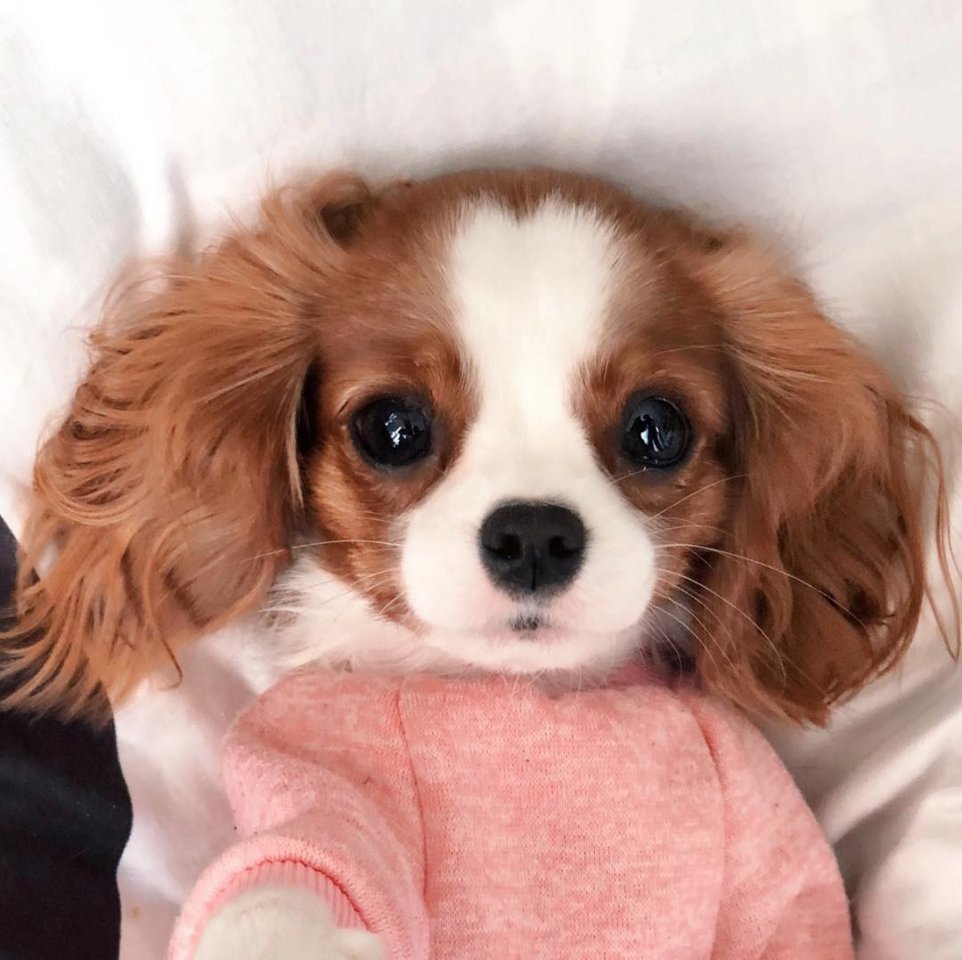 Кавалер Кинг Чарльз спаниель