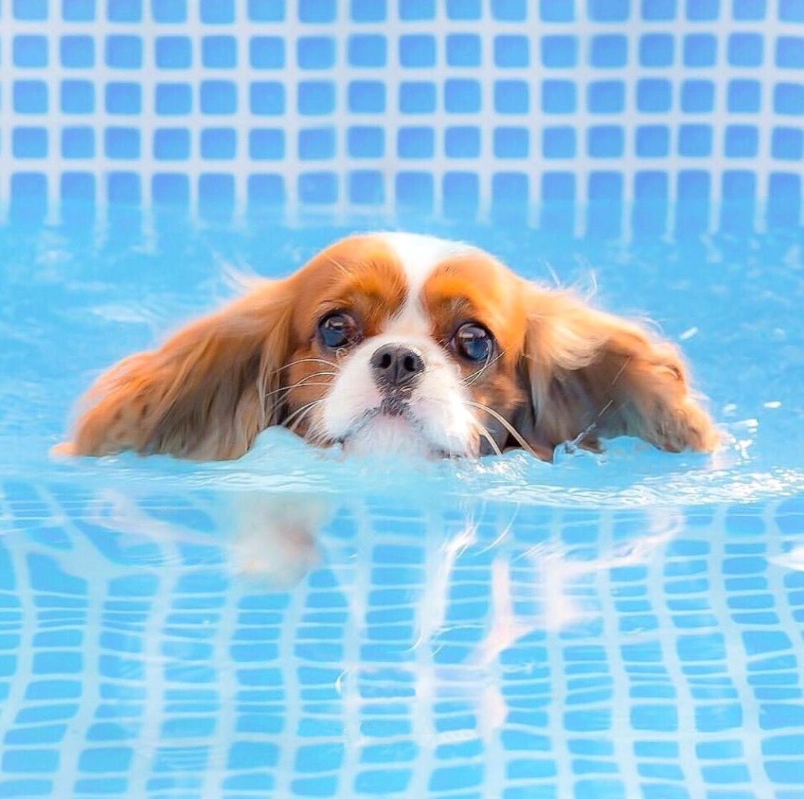 Кавалер Кинг Чарльз спаниель мини