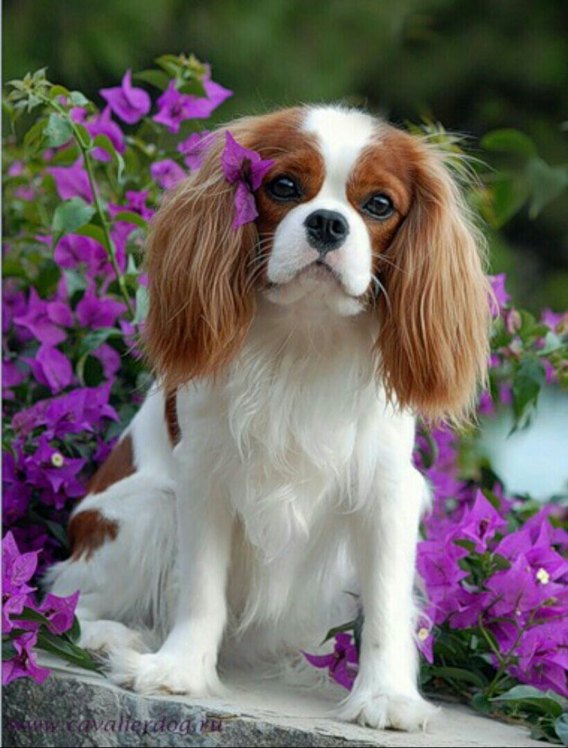 Чарльз кокер спаниель