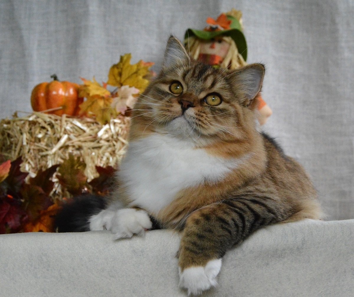 Кошка-Рысь порода Мейн кун