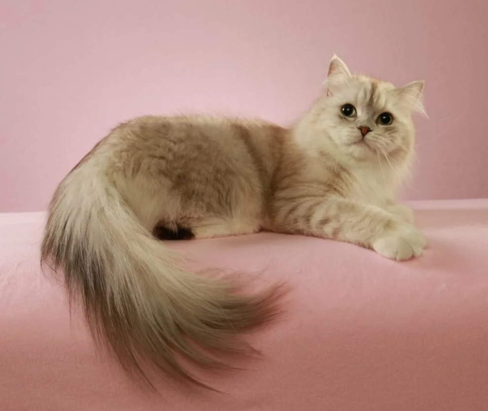 Рагамаффин кошка серая