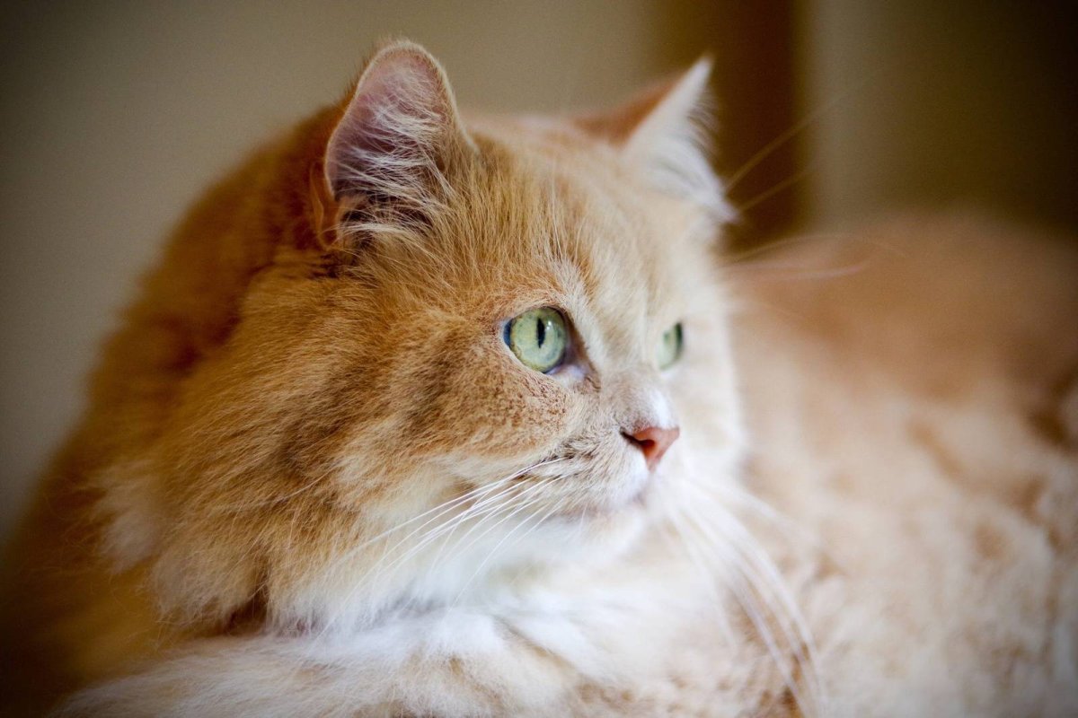 Порода Рэгдолл