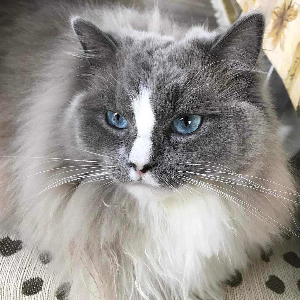 Рогомасин порода кошек