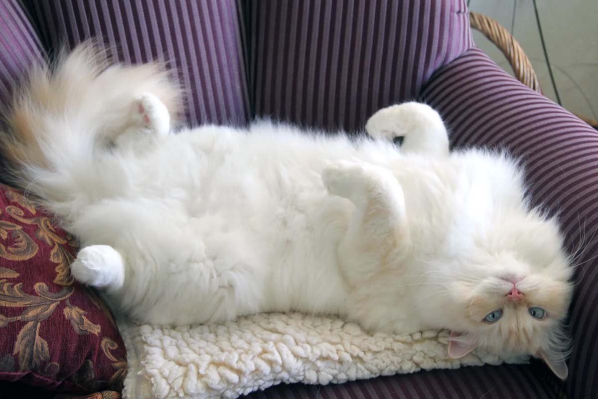 Рагамаффин (порода кошек)