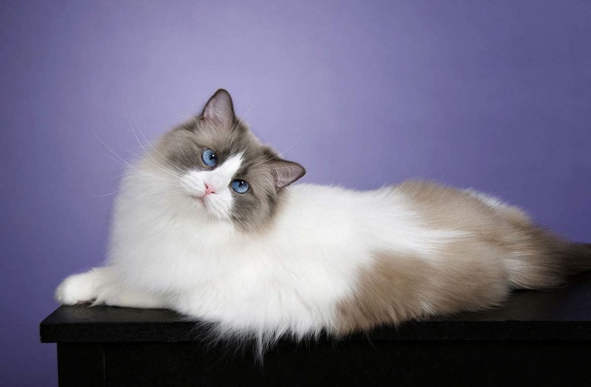 Рагамаффин порода кошек черно белый