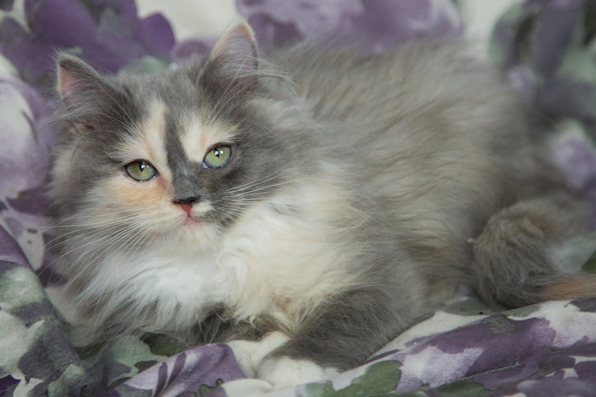 Норвежская Лесная кошка трехцветная