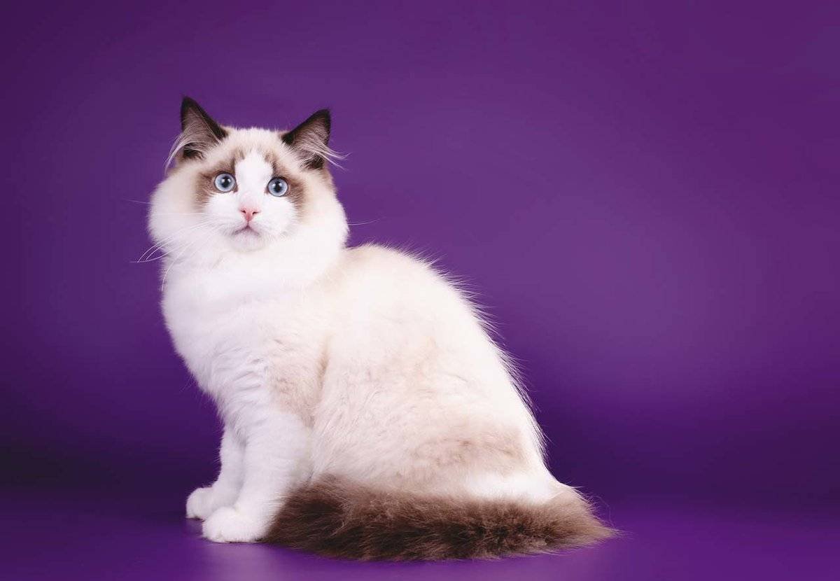 Порода Рэгдолл