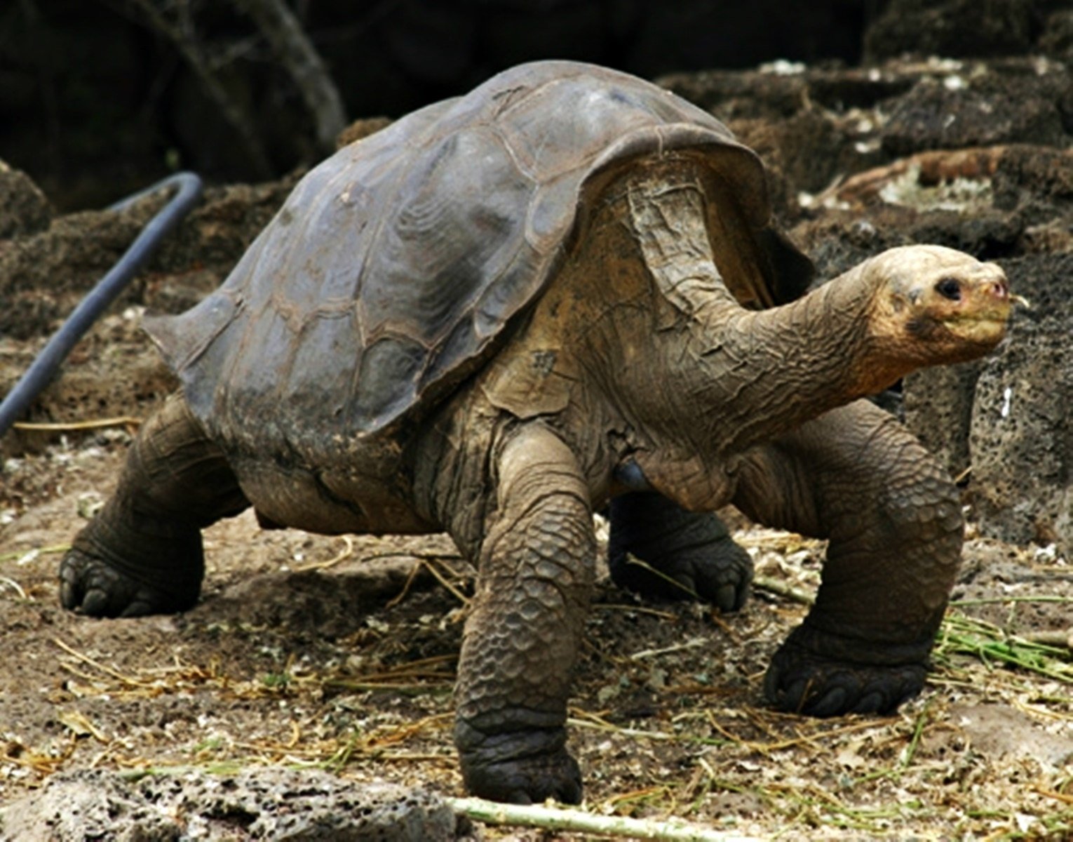 Абингдонская слоновая. Абингдонская слоновая черепаха. Галапагосская черепаха Джордж. Галапагосская черепаха одинокий Джордж. Абингдонская слоновая черепаха одинокий Джордж.