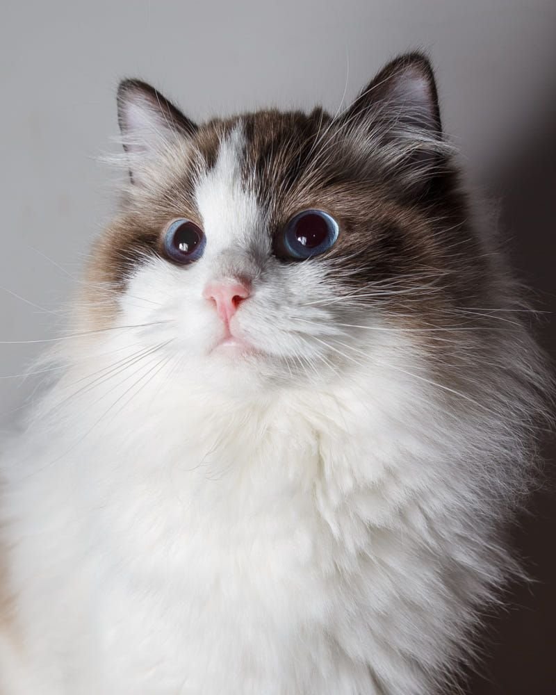 Рагамаффин порода