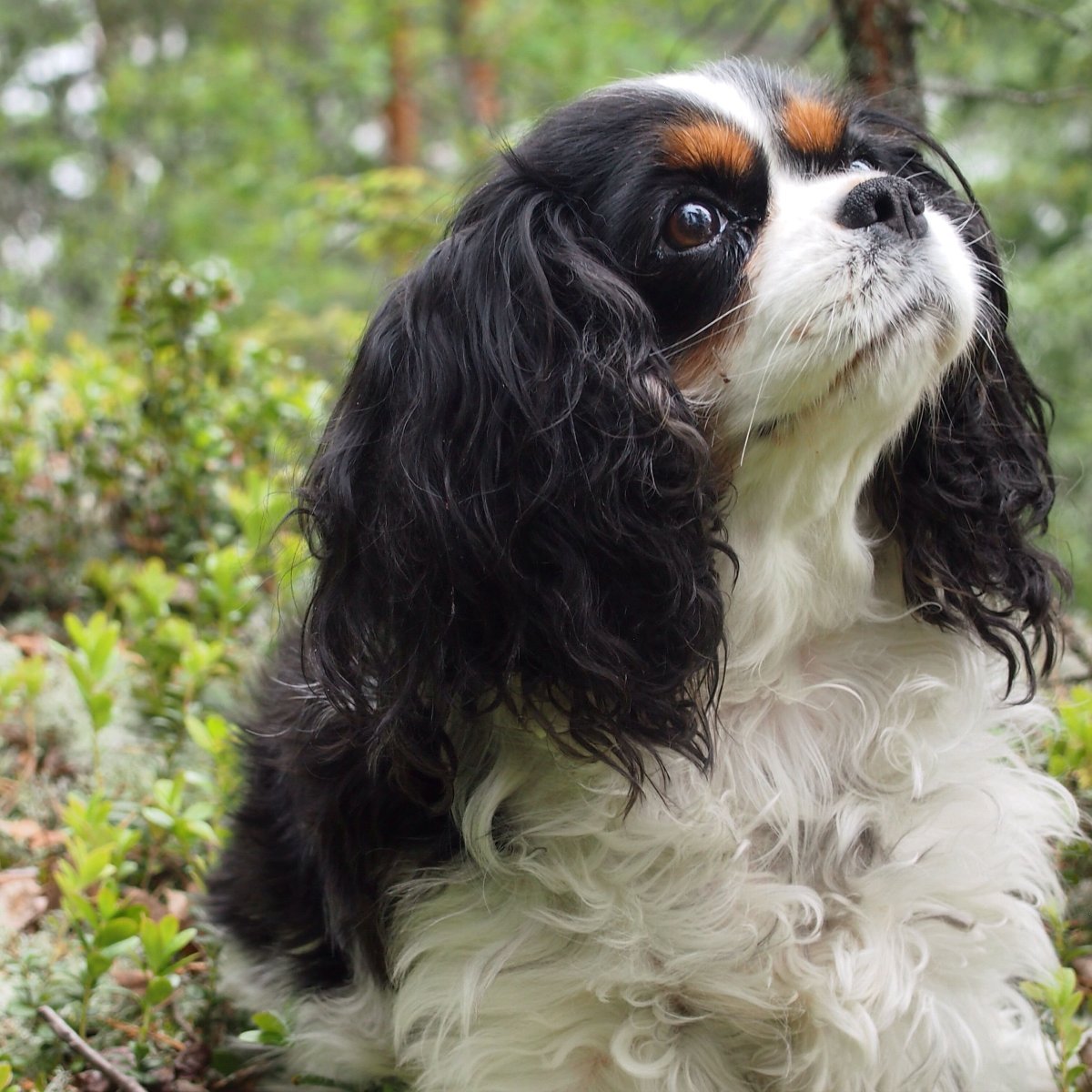 Кавалер Кинг Чарльз спаниель