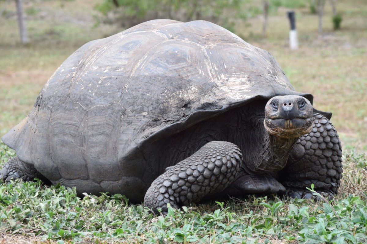 Абингдонская слоновая черепаха. Галапагосская черепаха. Джонатан Галапагосская черепаха. Черная Галапагосская черепаха. Абингдонская слоновая