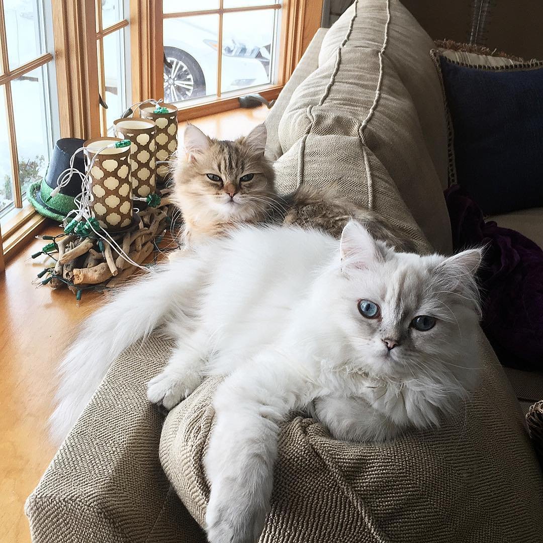 Рэгдолл черный