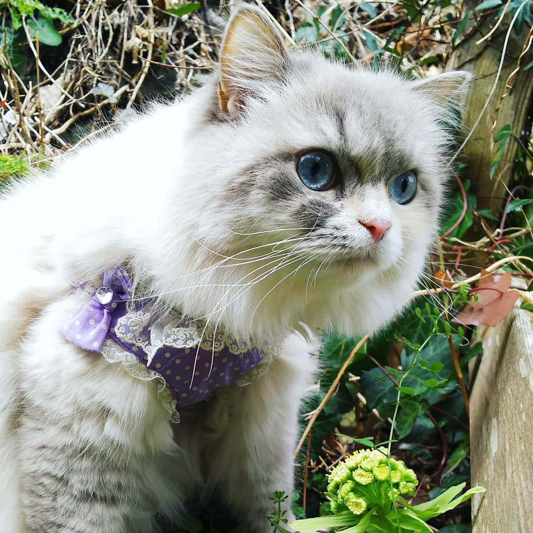 Рагамаффин порода