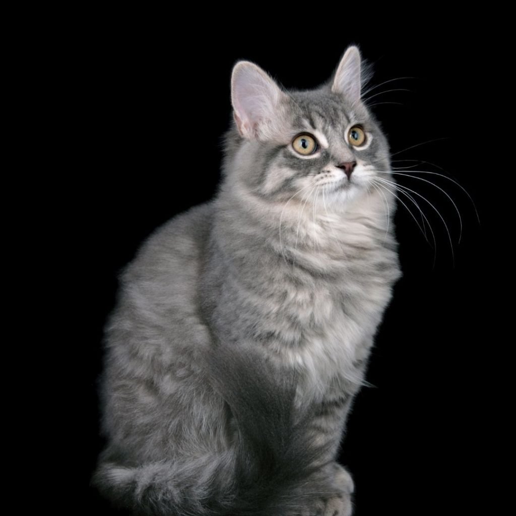 Сибирская трехшерстная кошка