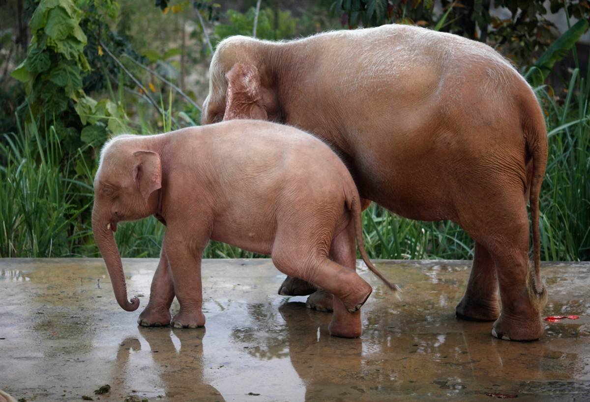 Мамонт альбинос