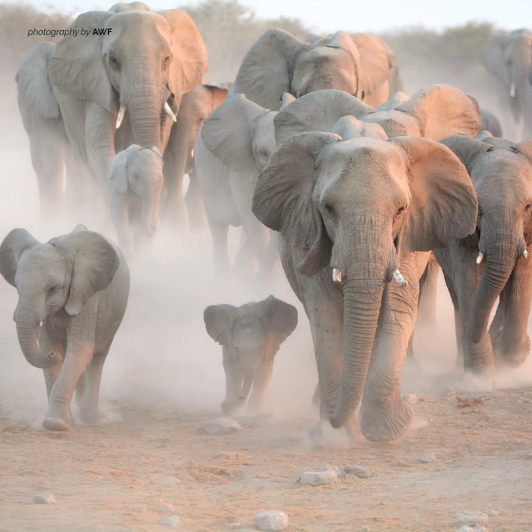 Белые слоны