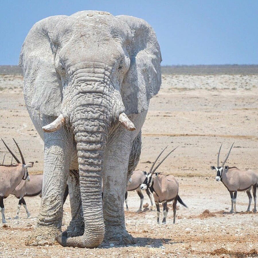 Etosha National Park слоны