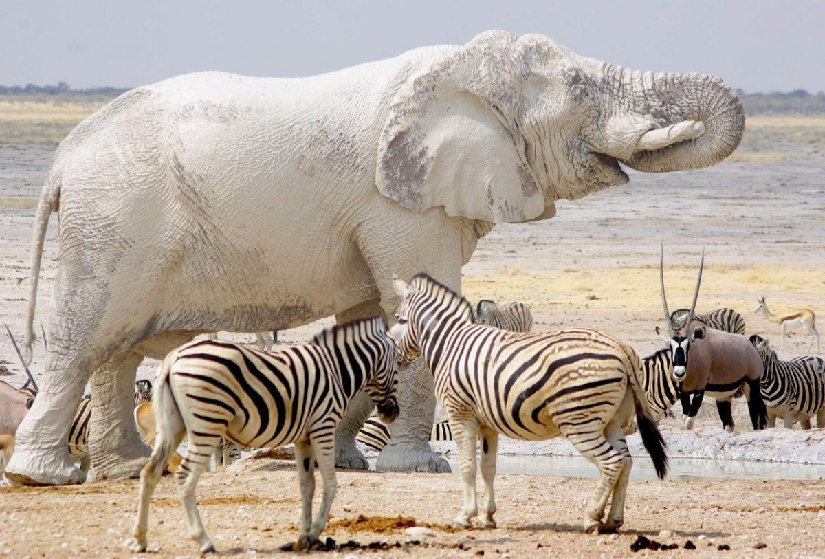 Слон альбинос