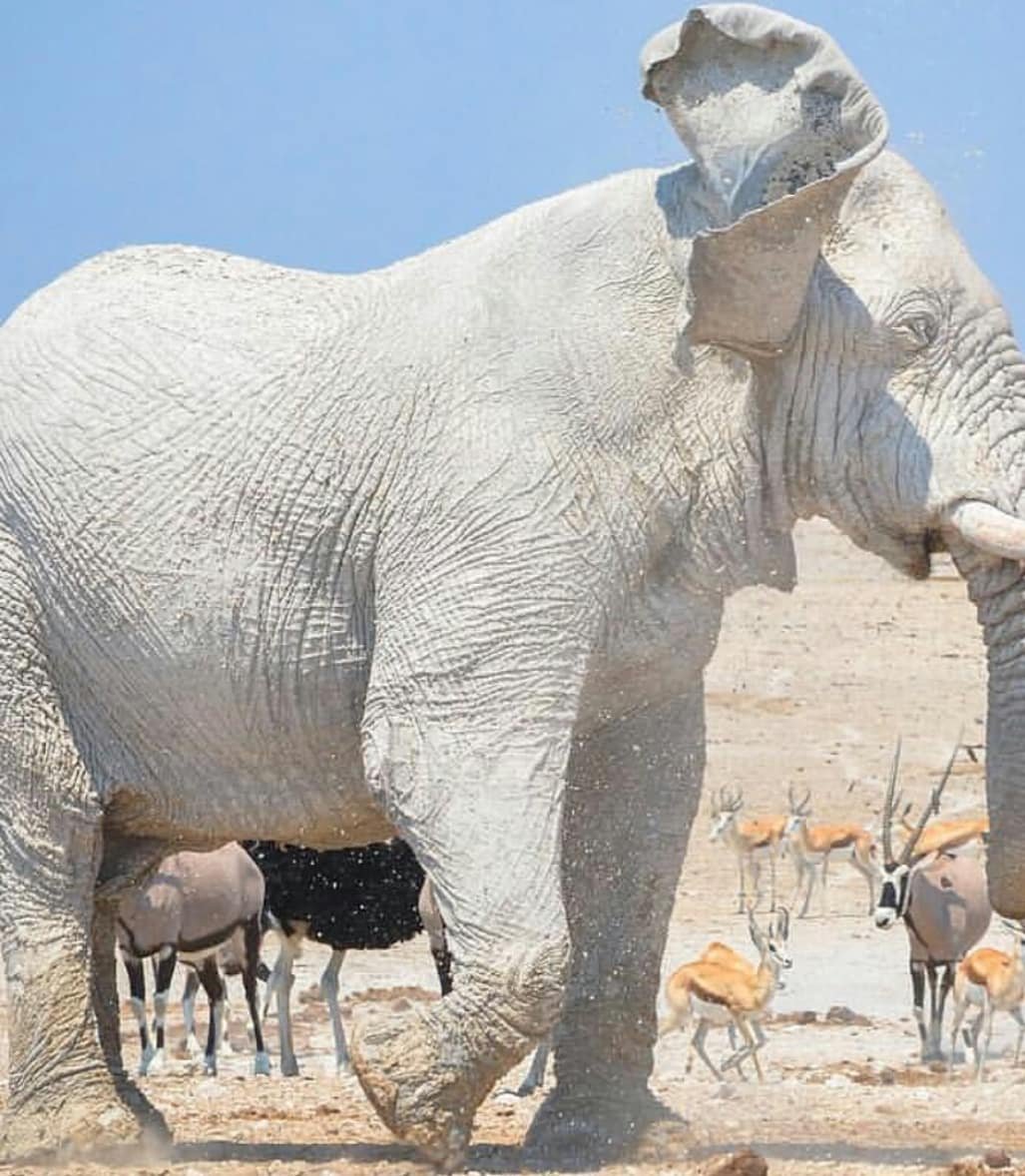 Слон альбинос