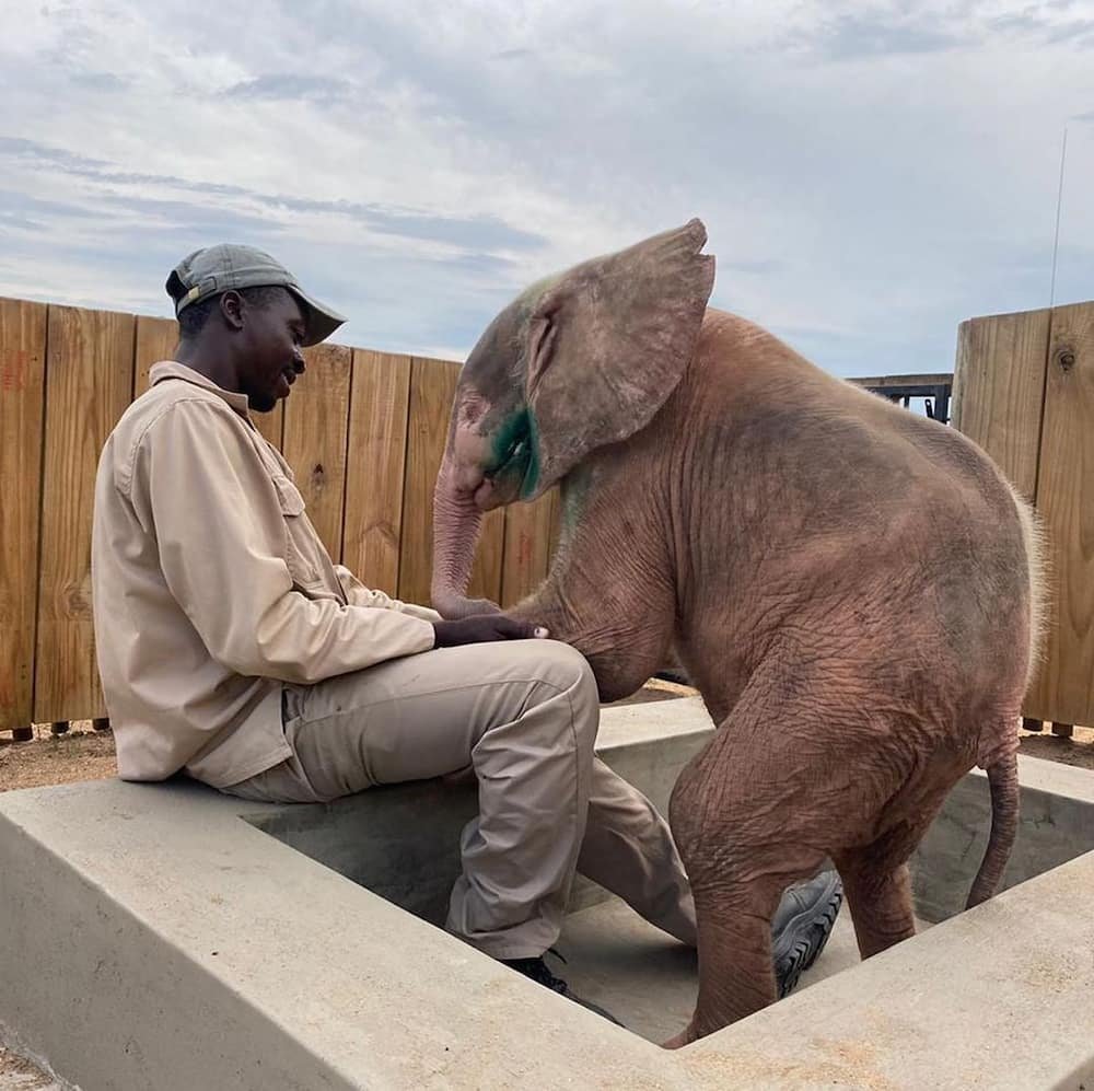 Африканский Элефант слон