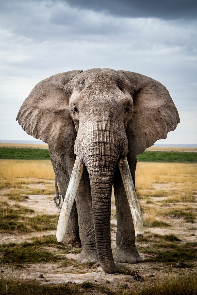 Розовый слон в природе